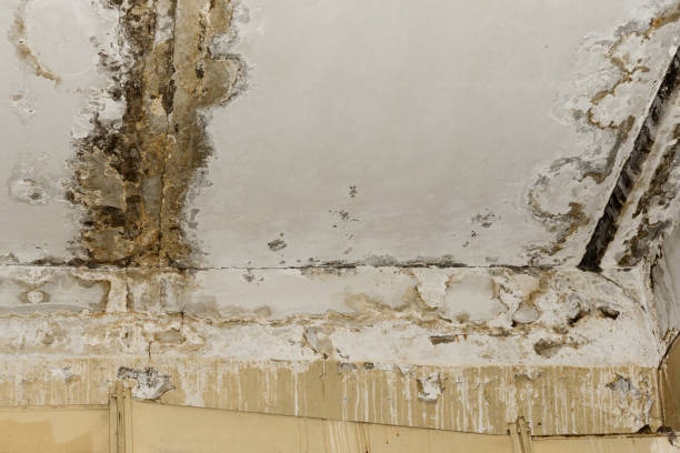 Reliable West Haven Sylvan, OR Mold Remediation Solutions